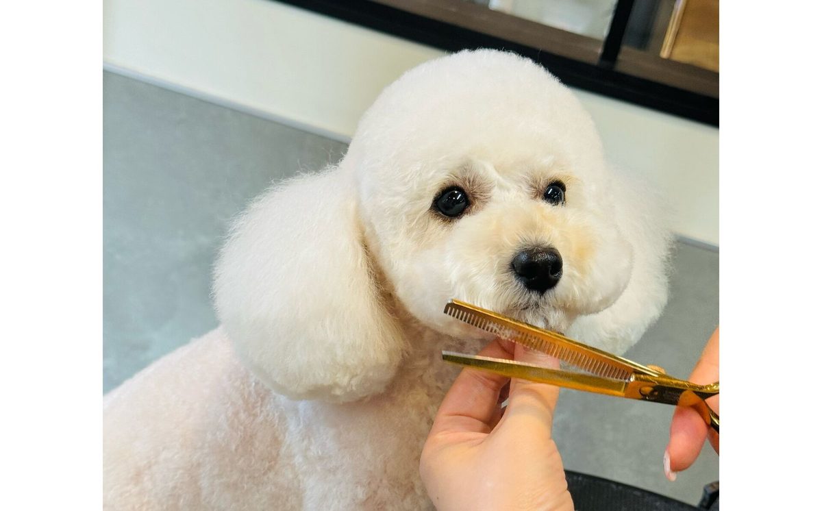 LEO trimming salon